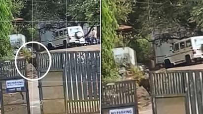 Wild Boar : കോഴിക്കോട് റോഡില്‍ പട്ടാപ്പകലും കാട്ടുപന്നി; കാല്‍നട യാത്രക്കാര്‍ക്കും വാഹനങ്ങള്‍ക്കും ഭീഷണി