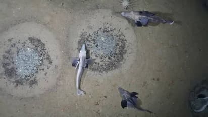 Icefish colony : ലണ്ടന്റെ മൂന്നിലൊന്ന് വലിപ്പമുള്ള ഐസ്ഫിഷ് കോളനി കണ്ടെത്തി ഗവേഷകർ! ആറുകോടി കൂടുകൾ