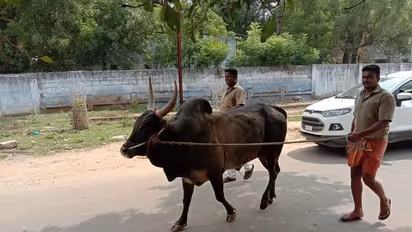 புதுக்கோட்டையில் ஜல்லிக்கட்டு ஒத்திவைப்பு; ஆத்திரத்தில் காளையை அவிழ்த்த உரிமையாளர்