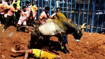 BREAKING: ஜல்லிக்கட்டு போட்டிக்கு தடையா? விலக்கா.? உச்சநீதிமன்ற அரசியல் சாசன அமர்வு பரபரப்பு தீர்ப்பு!