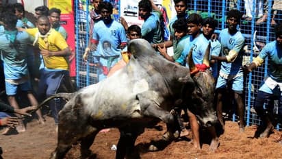 ஜல்லிக்கட்டு வகைகள் என்னென்ன? தமிழ்நாட்டில் ஜல்லிக்கட்டு போட்டி நடைபெறும் பிரபலமான இடங்கள்..