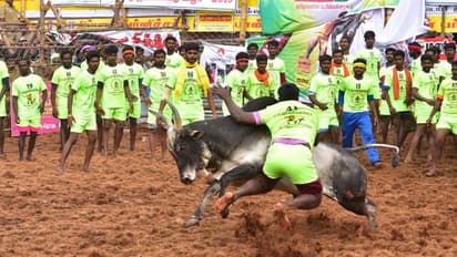 அனைத்து காளைக்கும் தங்கக்காசு..எதிர்பார்ப்பை கிளப்பும் அலங்காநல்லூர் ஜல்லிக்கட்டு..முக்கிய வி.ஐ.பி காளை தயார்.