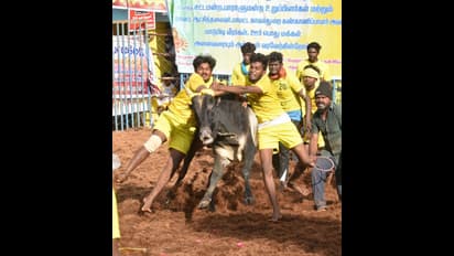 జల్లికట్టుపై సుప్రీం కోర్టు కీలక వ్యాఖ్యలు