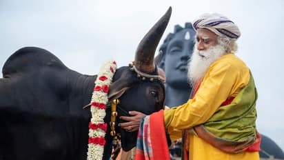 பசு நம்முடைய தாயிற்கு இணையானவள் ..!பொங்கல் வாழ்த்தில் முக்கிய தகவல் சொன்ன சத்குரு