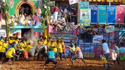 പ്രകൃതിയും കൃഷിയും മനുഷ്യനും ഒന്നാവുന്ന ദിനം: മാട്ടുപ്പൊങ്കൽ കൊണ്ടാടി തമിഴ്ഗ്രാമങ്ങൾ