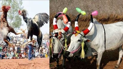 కనుమ రోజు ప్రయాణాలు ఎందుకు చేయకూడదు.. అసలు లాజిక్‌ ఏంటో తెలుసా.? 