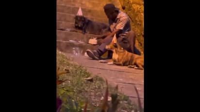 Viral Video: युवक ने स्ट्रीट डॉग्स के साथ मनाया जन्मदिन, लोगों ने कहा- जीत लिया दिल