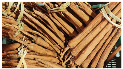 Pongal 2024 : பனங்கிழங்கும் பொங்கல் பண்டிகையின் ஸ்பெஷல் தான்.. 'இத' சாப்பிடா இவ்வளவு நன்மைகளா..??