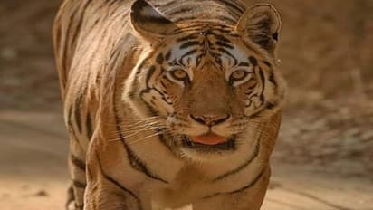 వన్యప్రాణి ప్రేమికులకు షాకింగ్ న్యూస్.. లెజండరీ పులి Collarwali మృతి.. దాని ప్రత్యేకతలు ఇవే..