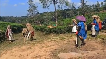 ಚಾ ತೋಟದಲ್ಲಿ ಕೆಲಸಕ್ಕೆ ಬಂದ ಮಹಿಳೆಯರ ಕ್ರಿಕೆಟ್... ವಿಡಿಯೋ ವೈರಲ್