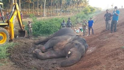 அதிர்ச்சி... தொடரும் காட்டு யானைகள் உயிரிழப்பு... கோவையில் நடப்பது என்ன?