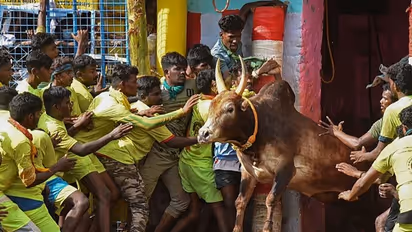 Facts about Jallikattu: சிந்து சமவெளி நாகரிகத்தை முந்திய ஜல்லிக்கட்டு! வியக்க வைக்கும் சுவாரசிய தகவல்கள் 