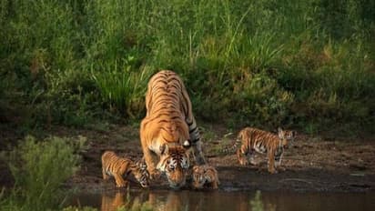 Collarwali : 29 കുഞ്ഞുങ്ങള്ക്ക് ജന്മം നല്കിയ കടുവ, സൂപ്പര് അമ്മ 'കോളര്വാലി' ഇനിയില്ല