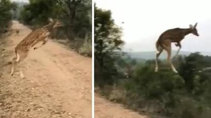 'Flying' deer : പറക്കുന്ന മാനോ? വീഡിയോ കണ്ട് അമ്പരന്ന് സോഷ്യൽ മീഡിയ, അവിശ്വസനീയം എന്ന് കമന്റുകൾ
