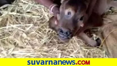 Viral News: 3 ಕಣ್ಣಿನ ಕರುವಿನ ಜನನ, ಶಿವನ ಅವತಾರವೆಂದು ಪೂಜೆ, ಪಶುವೈದ್ಯರು ಬಿಚ್ಚಿಟ್ಟ ಅಸಲಿಯತ್ತು