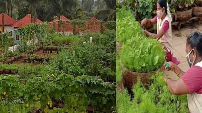 ലോക്ക്ഡൗൺ വന്നപ്പോൾ സ്കൂൾ ഓർ​ഗാനിക് ഫാമാക്കി മാറ്റി, ഇന്ന് വിദ്യാർത്ഥികളും സജീവമാണീ തോട്ടത്തിൽ