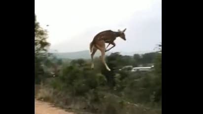 Viral Video: 'উড়ন্ত হরিণ'র দেখা মিলল জঙ্গলে, যা দেখে অবাক নেটিজেনরা