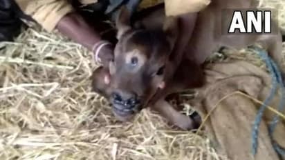 3-Eyed Calf : മൂന്ന് കണ്ണുള്ള പശുക്കിടാവ്; ദൈവത്തിന്റെ അവതാരമാണെന്ന് നാട്ടുകാര്‍