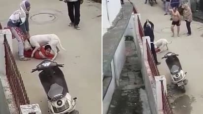 Uttar Pradesh: Raging pit bull mauls child in Noida as owner looks on; 2 arrested, 1 on the run