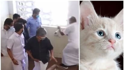 പൂച്ചയുമായി പ്രതിഷേധിക്കാനെത്തി യൂത്ത് കോണ്‍ഗ്രസ്; നേതാവിനെ പൂച്ച മാന്തി, വാക്‌സിനെടുത്ത് മടങ്ങി
