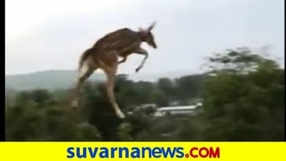 ಜಿಂಕೆಯ  ಜಿಮ್ನಾಸ್ಟಿಕ್‌...  ಹಾರುವ ಜಿಂಕೆಯ ನೋಡಿದಿರಾ...  ಇಲ್ನೋಡಿ