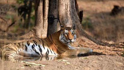 Death of Collarwali: বাঘিনীর শেষকৃত্যে উপচে পড়ল মানুষ, ছবিতে ছবিতে চিনে 'কলারওয়ালি'কে