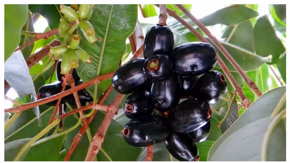 நாவல் பழம்…சுகர் பிரச்சனையை தீர்க்கும் மருத்துவ குணம் இருக்கா? ஆய்வில் வெளிவந்த உண்மை...!