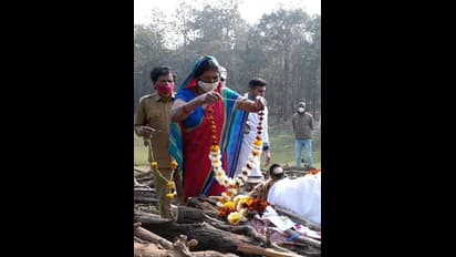 Collarwali: അമ്മക്കടുവയ്ക്ക് വിട നല്‍കി പെഞ്ച് ടൈഗർ റിസർവ്