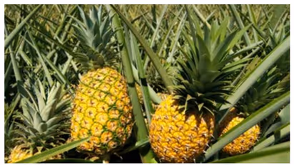 உடல் எடையை குறைத்து...கொழுப்பை கரைக்கும் அன்னாசி பழம்! சொல்வது யார் தெரியுமா?