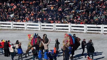 Turkey Camel Wrestling: ആവേശം ചോരാതെ ഒട്ടക ഗുസ്തി; മത്സരത്തിനെതിരെ മൃഗ സ്നേഹികളും