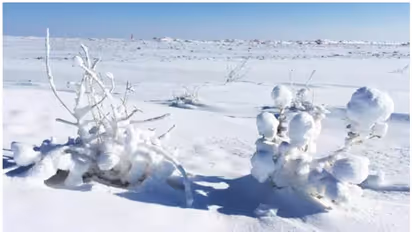 Four Indians, including baby and teen freeze to death near US-Canada border