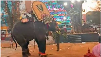 കൂർക്കഞ്ചേരിയിൽ തൈപ്പൂയ ആഘോഷത്തിനിടെ ആനയിടഞ്ഞു