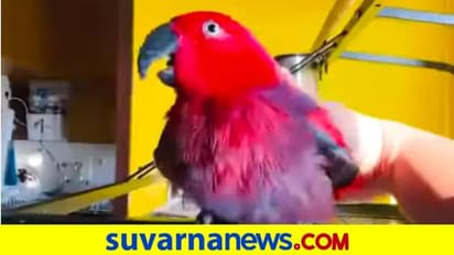 ಐಫೋನ್‌ ರಿಂಗ್‌ಟೋನ್‌ ಉಲಿಯುವ ಗಿಳಿ... ವಿಡಿಯೋ ವೈರಲ್‌