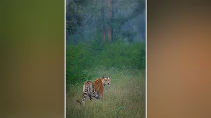 सरिस्का में पैंथर के साथ हुआ अन्याय,शिकार को ले चढ़ा था पेड़ पर, तभी बाघिन ने कर दिया ये काम,देखिए लाइव वीडियो