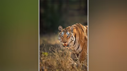 ఆహారం దొరకక ఆకలితో పులి మృతి.. కార్బెట్ నేషనల్ పార్క్ లో ఘటన