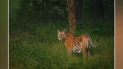 Tiger Attack : ബത്തേരി വീണ്ടും കടുവാഭീതിയില്‍; ഇത്തവണ കടുവയെത്തിയത് ജനവാസമേഖലയായ സത്രംകുന്നില്‍
