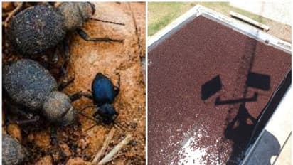 Beetle Attack : വണ്ടുകളുടെ ആക്രമണത്തെ പ്രതിരോധിക്കാൻ തെരുവുവിളക്കുകൾ അണച്ച് ഇരുട്ടിലാണ്ട് ഈ പട്ടണം