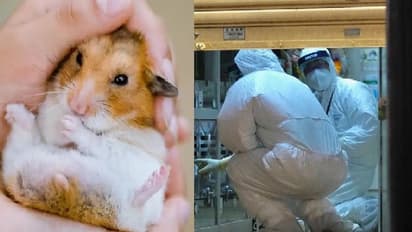 எலிகளை தேடிக்கொல்லுங்கள்... கொரோனா பாதிக்கப்பட்டதால் அரசு அதிரடி!!