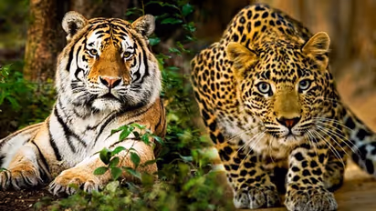 MP's decision to send rescued tigers and leopards to Reliance-owned zoo in Jamnagar draws flak
