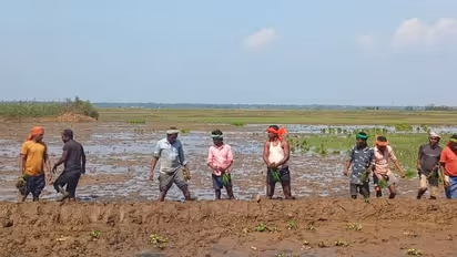 പാടത്തിറങ്ങാൻ ആളെക്കിട്ടാതെ പ്രതിസന്ധിയിലായ കർഷകർക്ക് ആശ്വാസമായി അതിഥി തൊഴിലാളികൾ