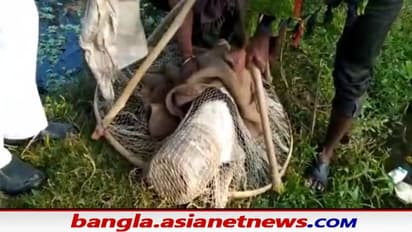 প্লাস্টিকের কৌটোয় মুখ আটকে প্রাণপাতের জোগাড়, স্থানীয়দের চেষ্টায় প্রাণে বাঁচল পথ কুকুর