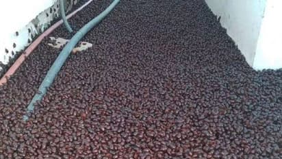 Beetle invasion : വണ്ടുകളുടെ സമുദ്രമോ? വണ്ടാക്രമണത്തിൽ വലഞ്ഞ് നഗരം, ജനങ്ങൾക്കും വാഹനങ്ങൾക്കും രക്ഷയില്ല