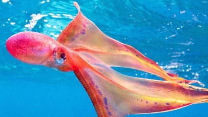 Blanket Octopus : മഴവില്ലു പുതച്ചതുപോലൊരു കടൽജീവി, ബ്ലാങ്കറ്റ് നീരാളിയെ കണ്ടെത്തി, എന്തഴകെന്ന് സോഷ്യൽ മീഡിയ