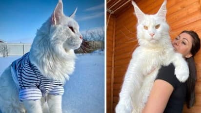 Kefir : ഇതാണോ ലോകത്തിലെ ഏറ്റവും വലിയ പൂച്ച? ഫോട്ടോഷോപ്പാണോ എന്ന് സോഷ്യൽമീഡിയ, അല്ലെന്ന് ഉടമ!