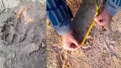 New Animal: ফের অজানা জন্তুর পায়ের ছাপ লালগড়ে, আতঙ্কে গ্রামবাসীরা