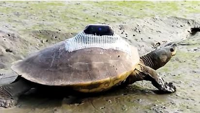 Batagur Baska: বিরল প্রজাতির কচ্ছপ সংরক্ষণ, গতিবিধি লক্ষ্য করতে জিপিএস চিপ লাগিয়ে ছাড়া হল নদীতে