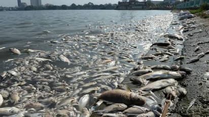 Mass extinction : ആറാമത്തെ കൂട്ടവംശനാശത്തിലേക്ക് നാം പ്രവേശിച്ചു കഴിഞ്ഞുവെന്ന് ​ഗവേഷകർ, കാരണം മനുഷ്യർ?