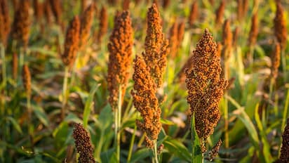 గుండె సమస్యలను తరిమికొట్టే జొన్నలు.. ఇలా తింటే ఆరోగ్యమే ఆరోగ్యం!