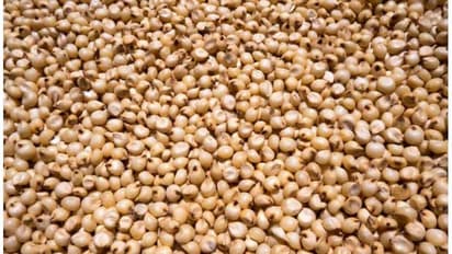 Solam Nutrition: சோளம் ஏன் கட்டாயம் சாப்பிட வேண்டும் தெரியுமா? நம் முன்னோர்கள் சொல்லி தந்த ஆரோக்கிய  நன்மைகள்