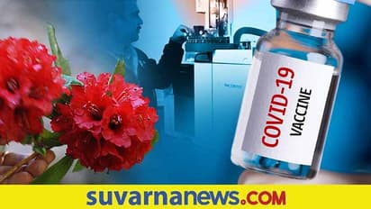 Himalayan Red Buransh:ಸಿಕ್ಕಿಯೇ ಬಿಟ್ಟಿತಾ ಕೊರೋನಾಗೆ ಲಸಿಕೆ?